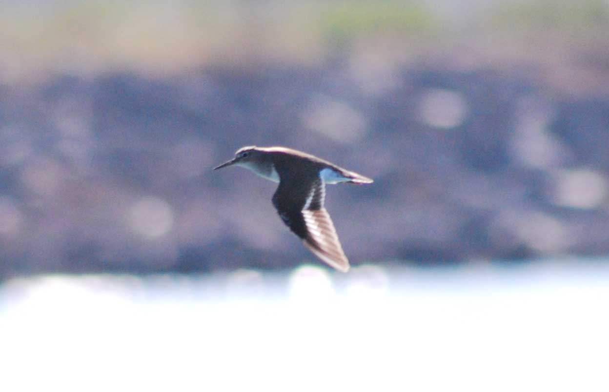 Limicolo ignoto (almeno per me)!!